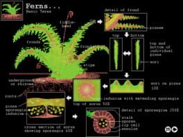 Biologica!