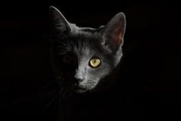 Forever Meow